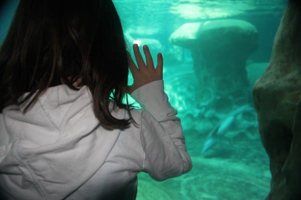 Behind the Scenes of the Georgia Aquarium