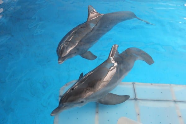 Dolphin Tales and Winter, the Dolphin With the Prosthetic Tail