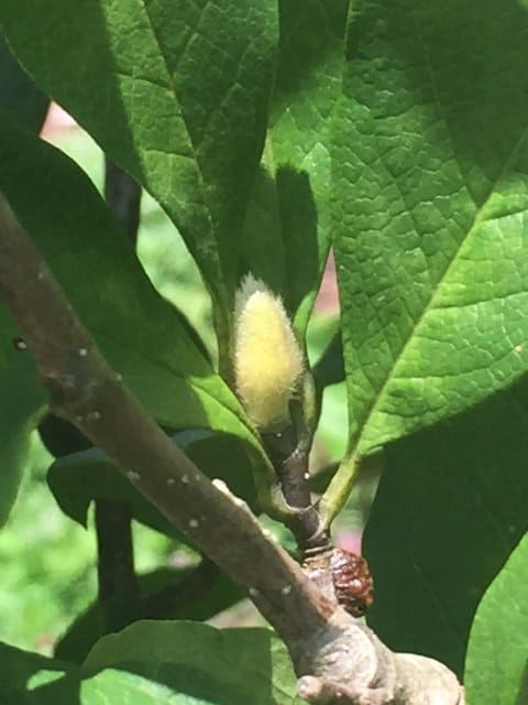 Flower bud