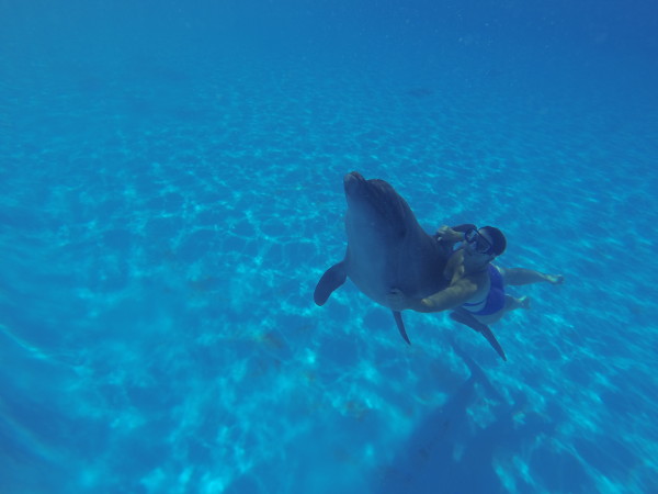 dolphin swim