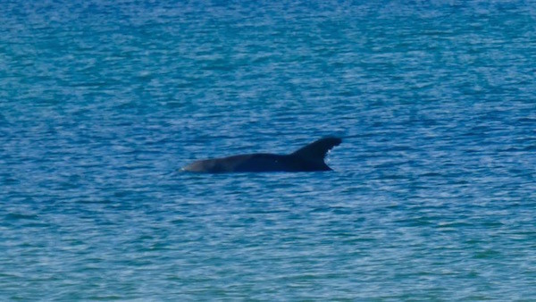 Dolphin at sea