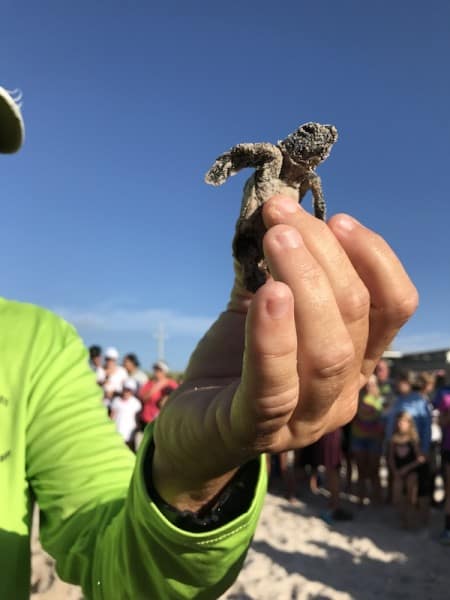 baby turtle hatching